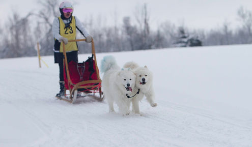 Chance, Peppermint and Tesla samoyed sledding team Last Samurai Kennel
