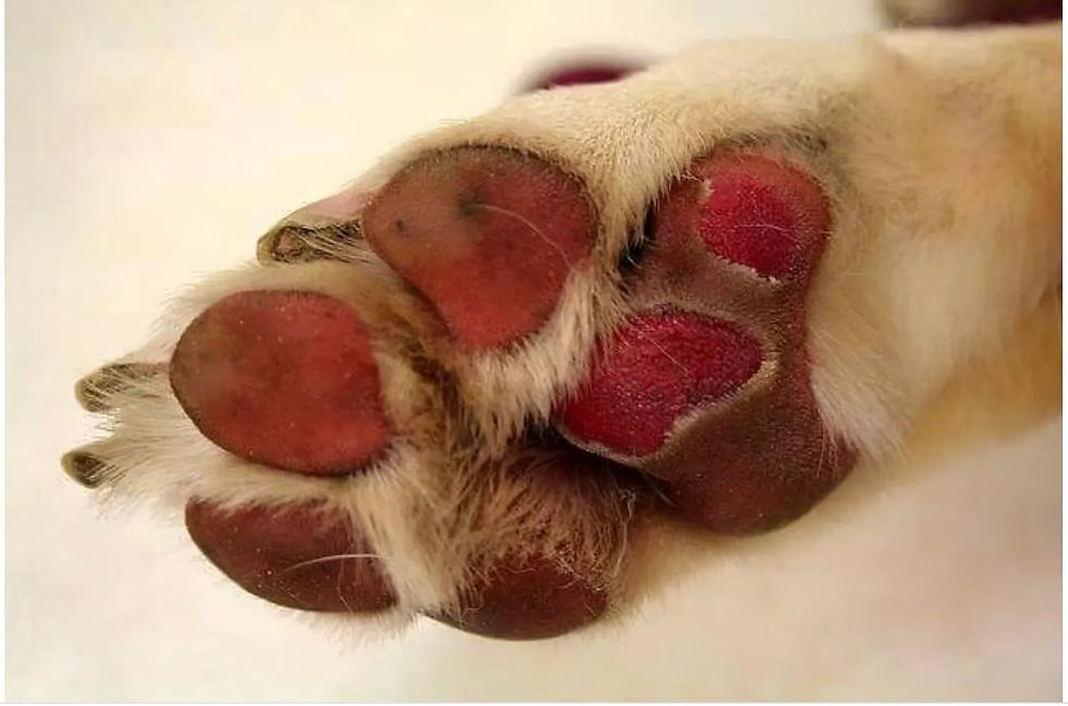 Burned dog paws from hot pavement