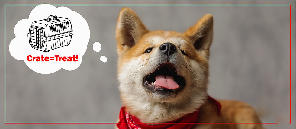 Step-by-step Guide to Training Your Puppy