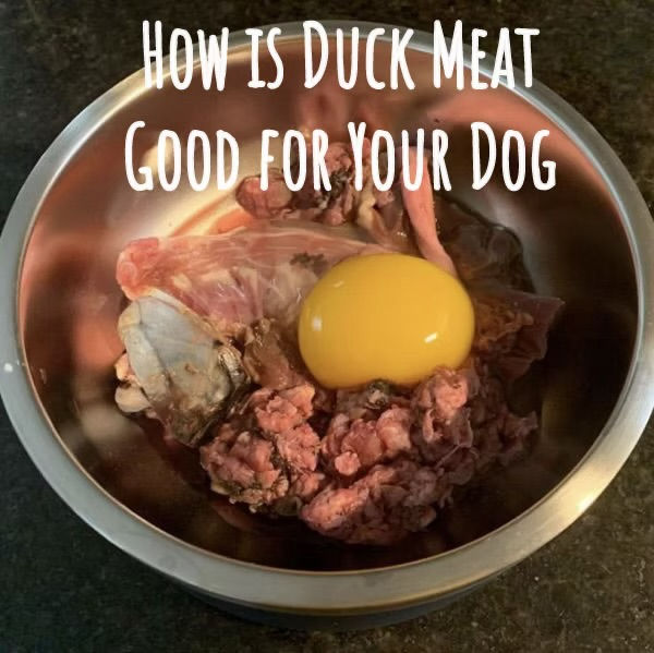 Raw duck meat for raw diet