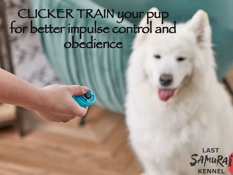 Samoyed and clicker traning