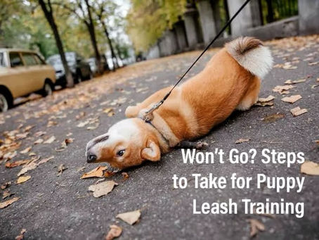 Shiba inu puppy on leash