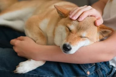 Shiba inu sleeping on human laps