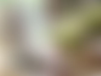 Can Dogs Be Vegan? **Navigating the World of Plant-Based Dog Foods: A Guide for Pet Owners**