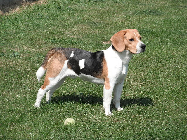 Trotse Beagle staat op grasveld met tennisbal naast hem