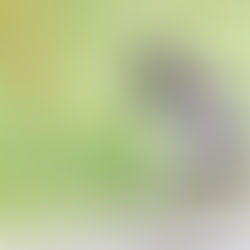 De ontlasting van je hond harder maken? Zo doe je dat!