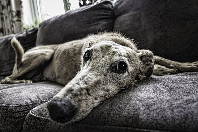 Oude hond ligt languit op bank en kijkt in camera