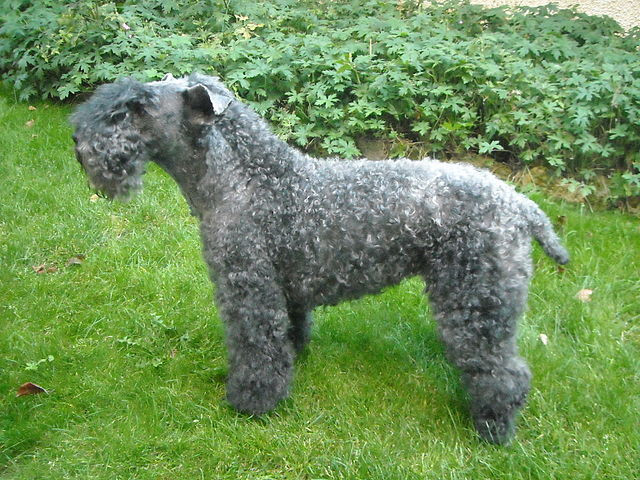 kerry blue terrier op grasveld