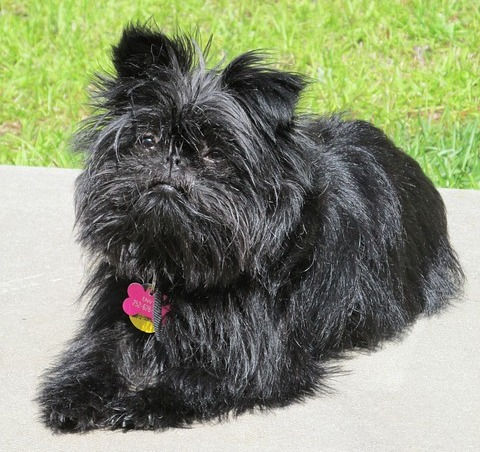 Zwarte Affenpinscher ligt rustig bij grasveldje