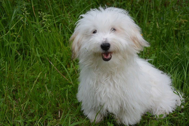 Blije Coton de Tuléar zit op grasveld