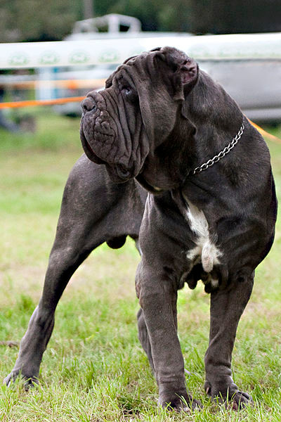 Mastino Napoletano staat op wacht op een grasveld
