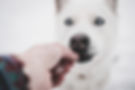 hond eet snoepje