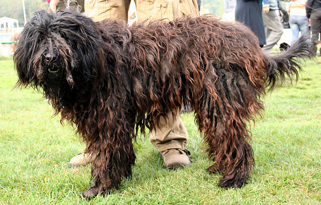 Bergamasco staat voor baasje