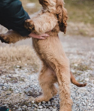 Rijdt je hond op je been en andere honden? Dit is waarom en zó leer je het af!