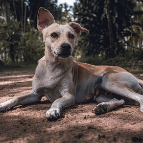 Loopsheid hond: al je vragen over de loopsheid uitgelegd!