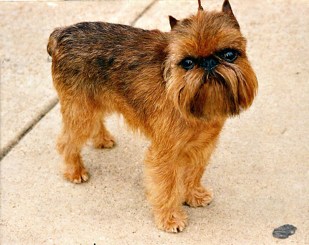 Brusselse Griffon staat en kijkt in camera