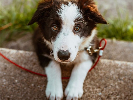 Dit is dé top 20 mooie honden! ["Ik sta versteld, zo mooi!"]