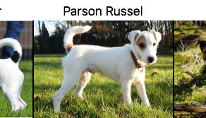 Ontdek de 3 verschillende Jack Russel soorten!