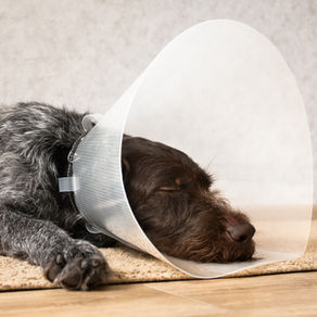 Castreren of steriliseren van je hond; wanneer en waarom?