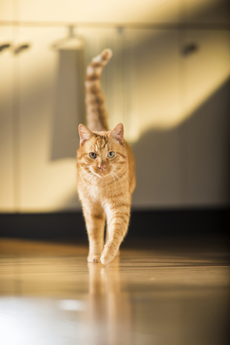 Friskies Kitchen Retouch