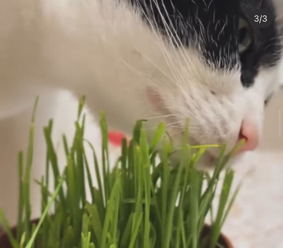 縮圖：地球種籽盆栽DIY