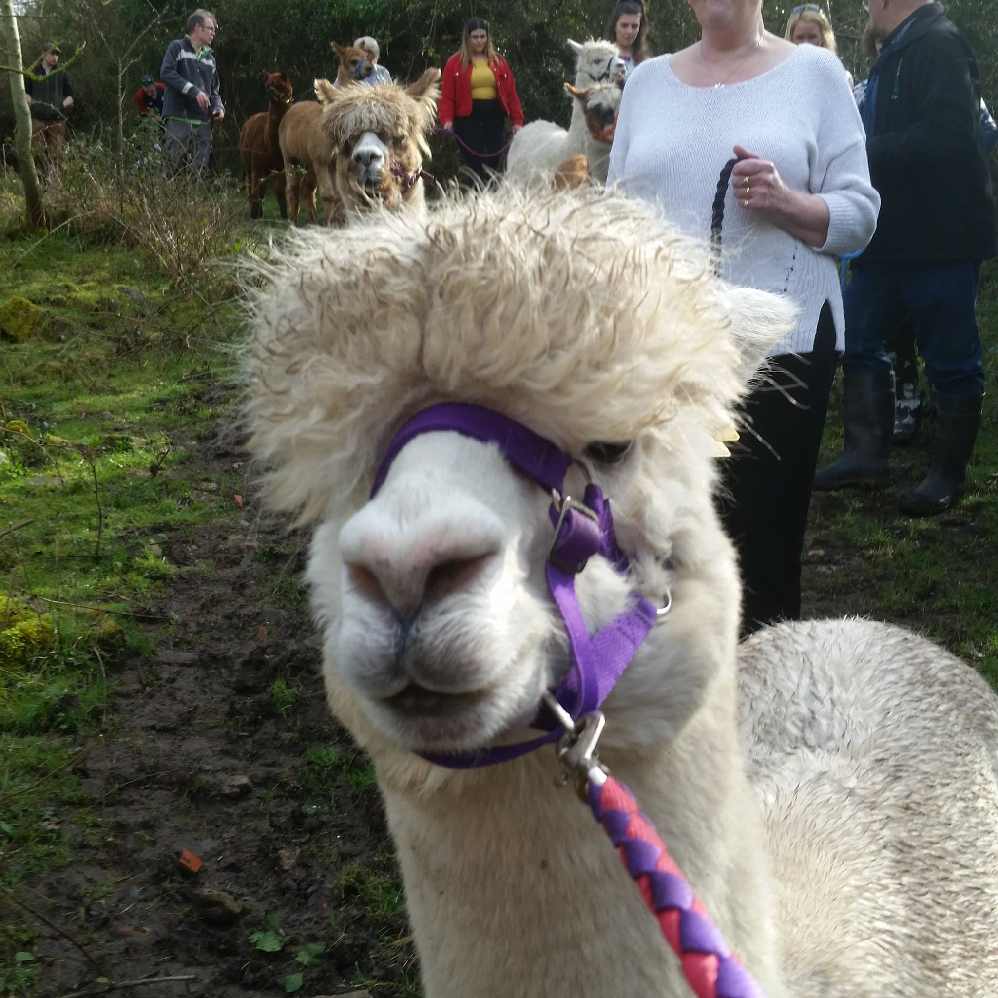 ALPACA WALKING EXPERIENCE Alpacas