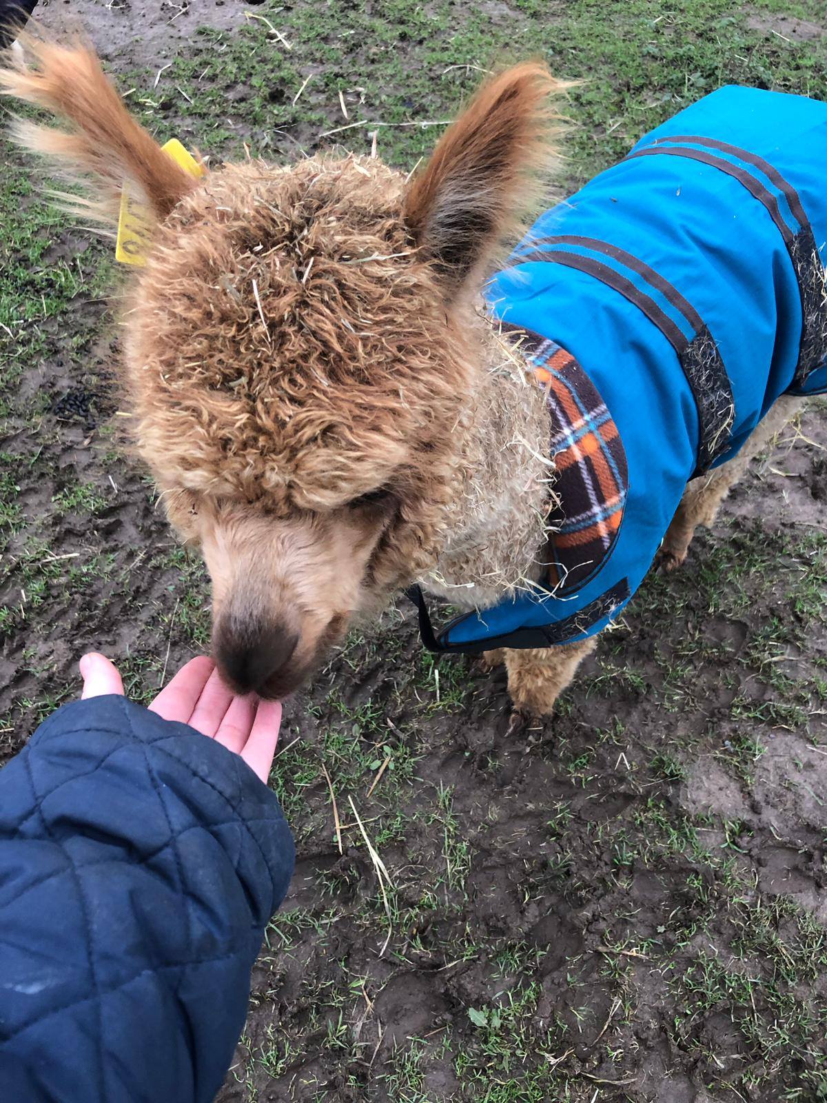 ALPACA WALKING EXPERIENCE Alpacas