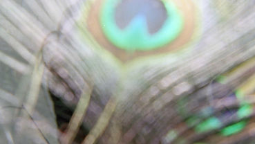 31d9d3fec7dfd9c7dcd1eab9df46fa0e24e45a.j