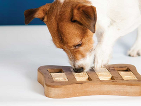Enriquecimento ambiental: o que é? de onde vem? do que se alimenta?