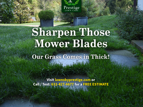 Perfect Lloyd Harbor Grass