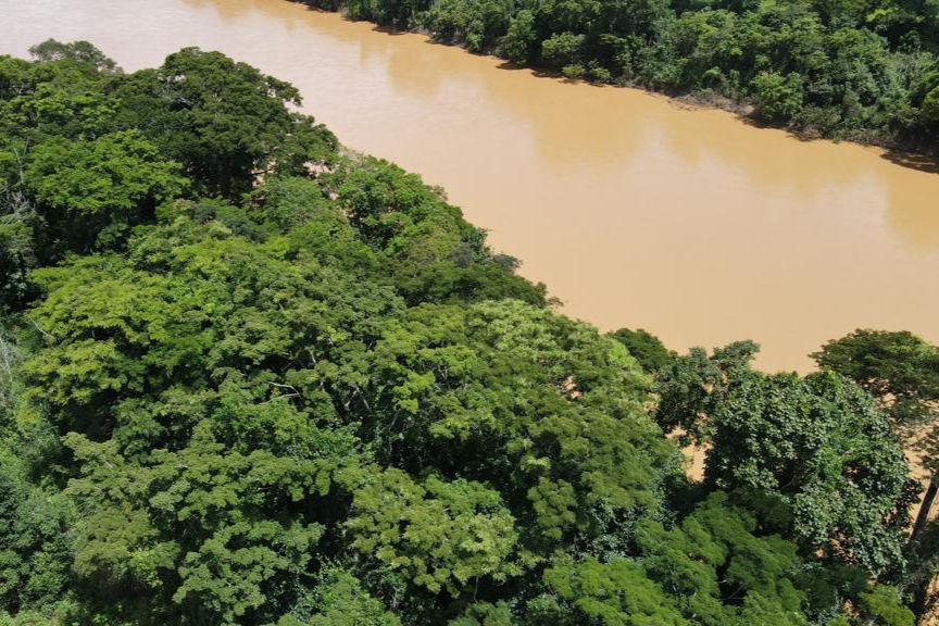 Dados virtuais distorcem papel de árvores tropicais e podem prejudicar reflorestamentos, alerta estudo