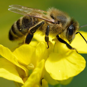 Mudanças climáticas ameaçam reduzir em 38% área para apicultura na Bacia do Rio Doce até 2050, aponta estudo