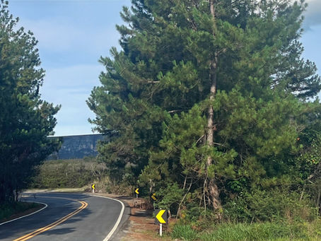 Pinheiro-americano avança na Serra do Cipó e acende alerta para perda de biodiversidade