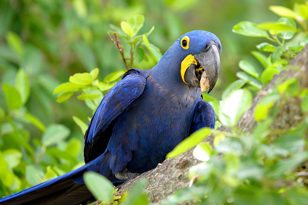 Declaração do Clima assinada por jovens lideranças de 39 países é lançada hoje na COP30