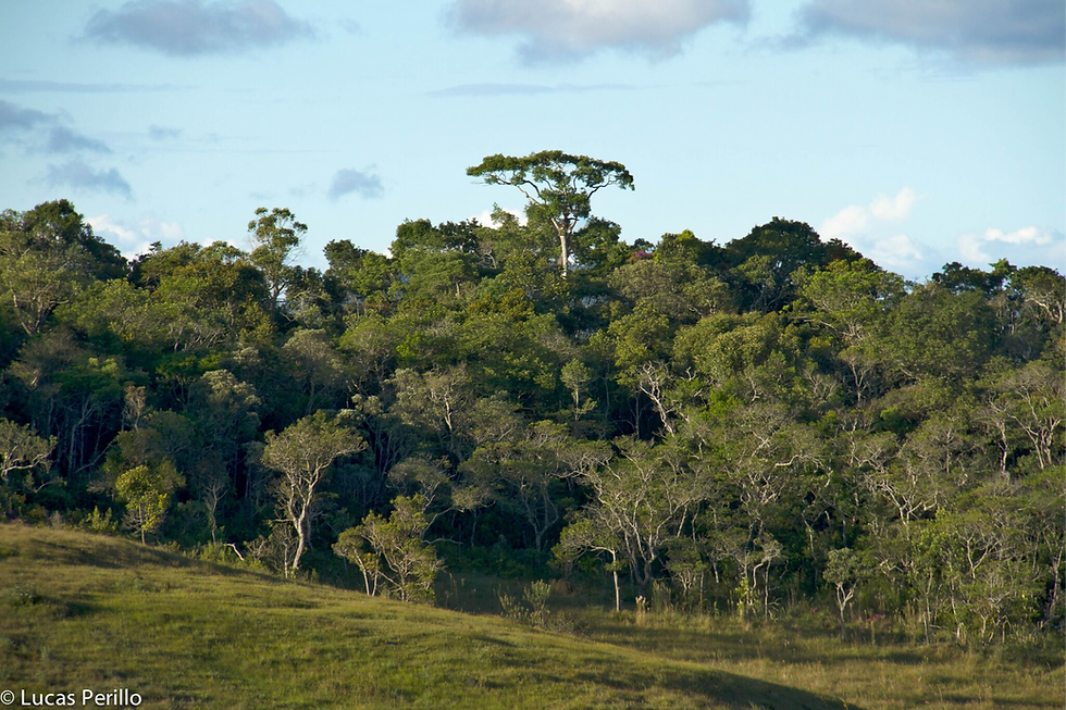 Restauração do Rio Doce precisa considerar diversidade funcional das matas ciliares, afirmam pesquisadores
