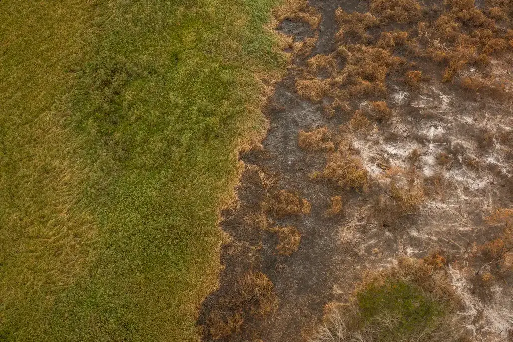 Área devastada pelo fogo no Pantanal, em 2024. Foto: Marcelo Camargo/Agência Brasil