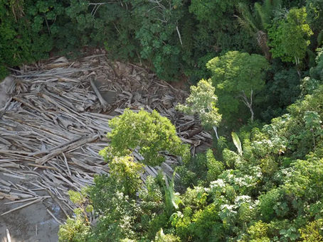 Papel da ciência é tema de artigo de pesquisador do Centro de Conhecimento em Biodiversidade no Correio Braziliense