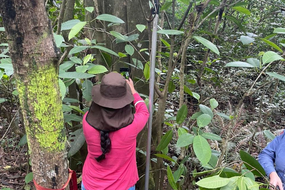 Árvore da Mata Atlântica resiste a calor extremo e a solo com rejeitos de mineração, aponta estudo