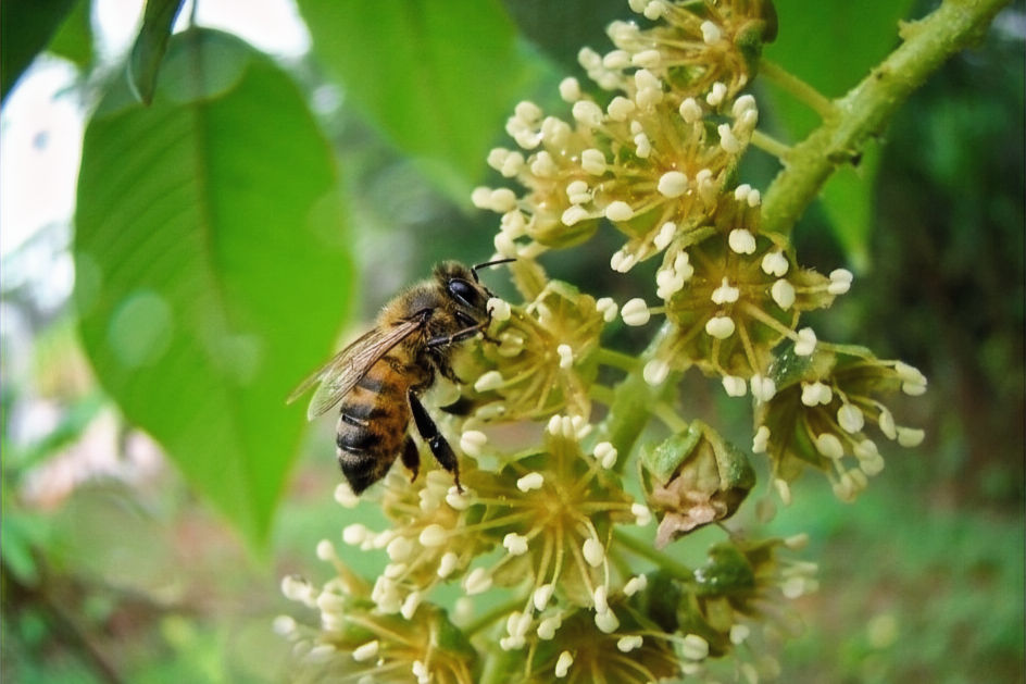 Mudanças climáticas ameaçam as abelhas e colocam em risco a produção de alimentos na Bacia do Rio Doce