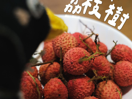 屋企有棵荔枝樹