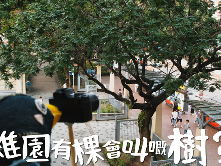 維園有棵會叫嘅樹?