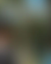 築個五星級的巢