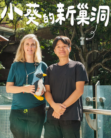 築個五星級的巢