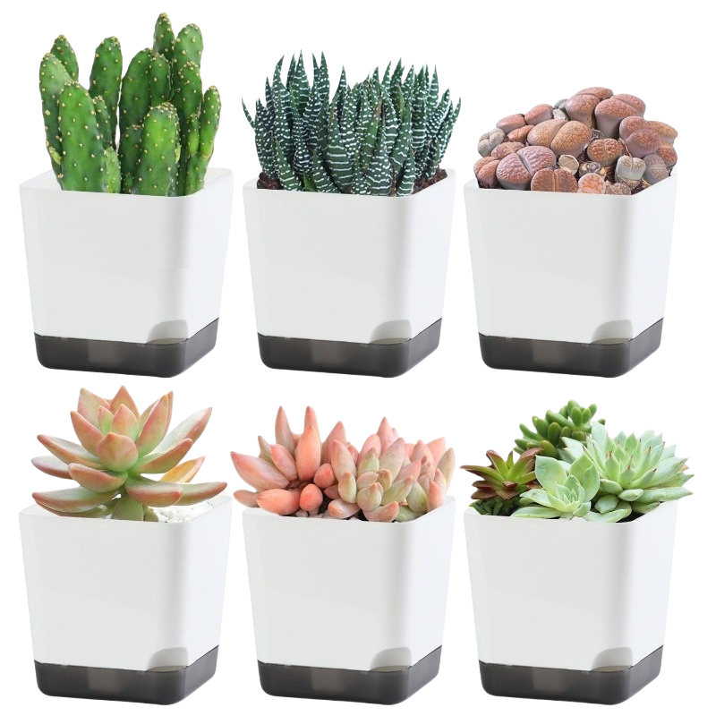 Thumbnail: The Minimalist Desktop Oasis: Self-Watering Small Planter Set