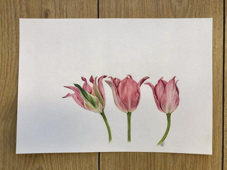 Tulips