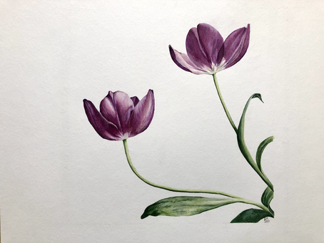 Spring tulips
