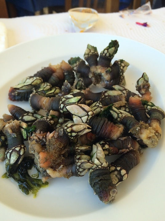 percebes in portugal
