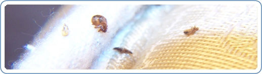 bedbugs