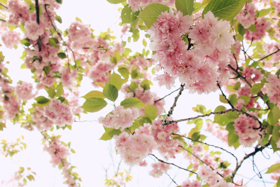 Kid-Friendly Cities to View Cherry Blossoms in the United States