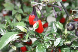 Ornamental peppers
